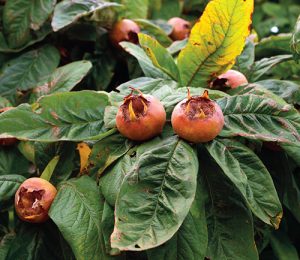 Plody mišpule jsou od dávných dob považovány za tradiční a cenné ovoce.