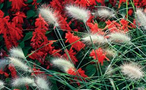 Právě na přelomu léta a podzimu vynikne typický tvar a vybarvení okrasných trav.
