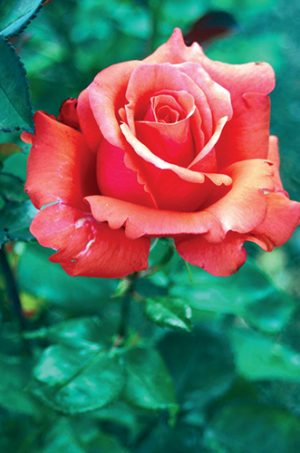 Jestli jste si na konci jara nařízkovali nové růže, zatím je ještě nepřesazujte.