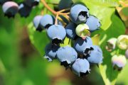 Modré ojíněné plody dozrávají v červenci a začátkem srpna.