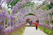 Květnové toulky anglickou zahradou Wisley